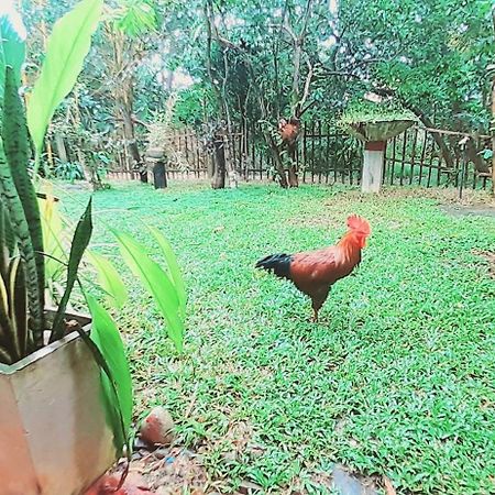 Bamboo Home Stay Hiriketiya ดิคเวลลา ภายนอก รูปภาพ