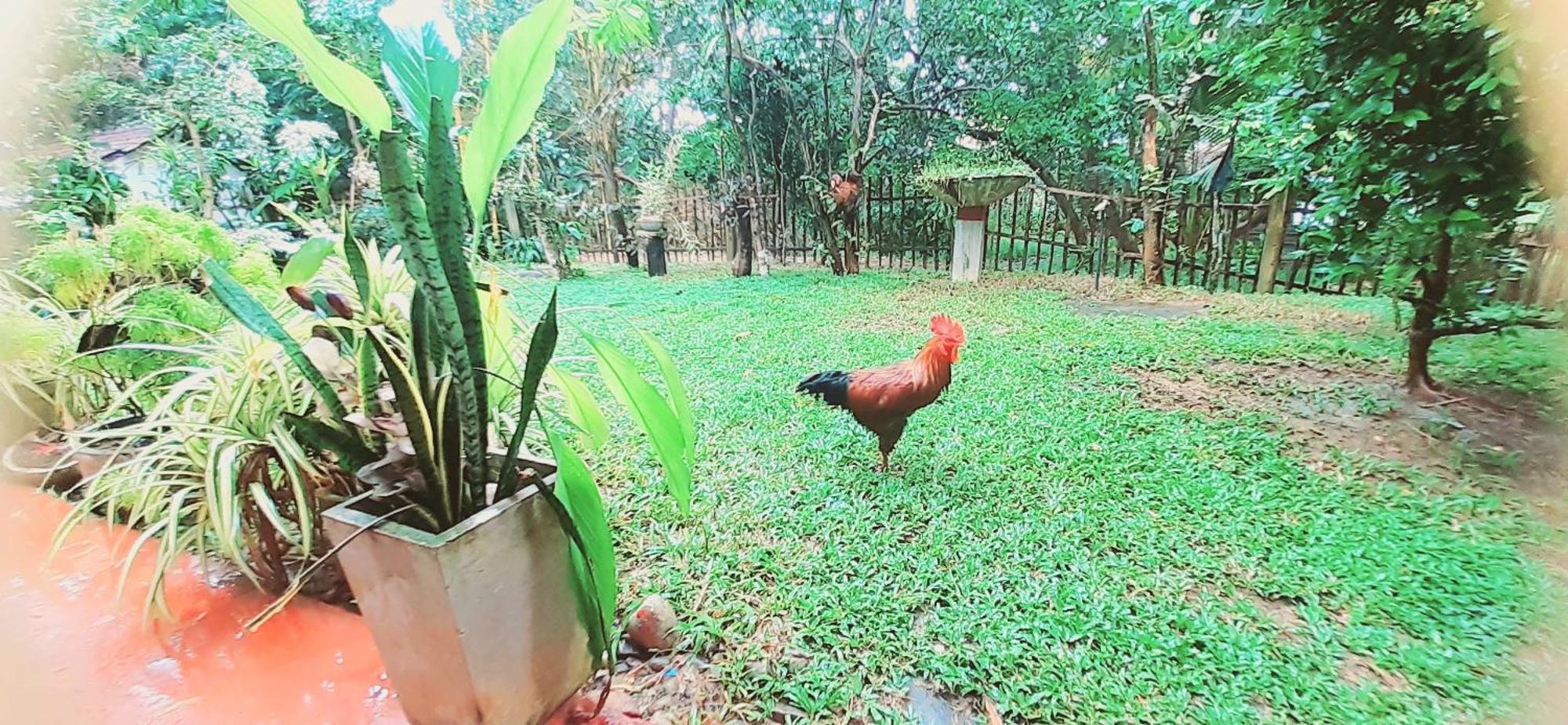 Bamboo Home Stay Hiriketiya ดิคเวลลา ภายนอก รูปภาพ